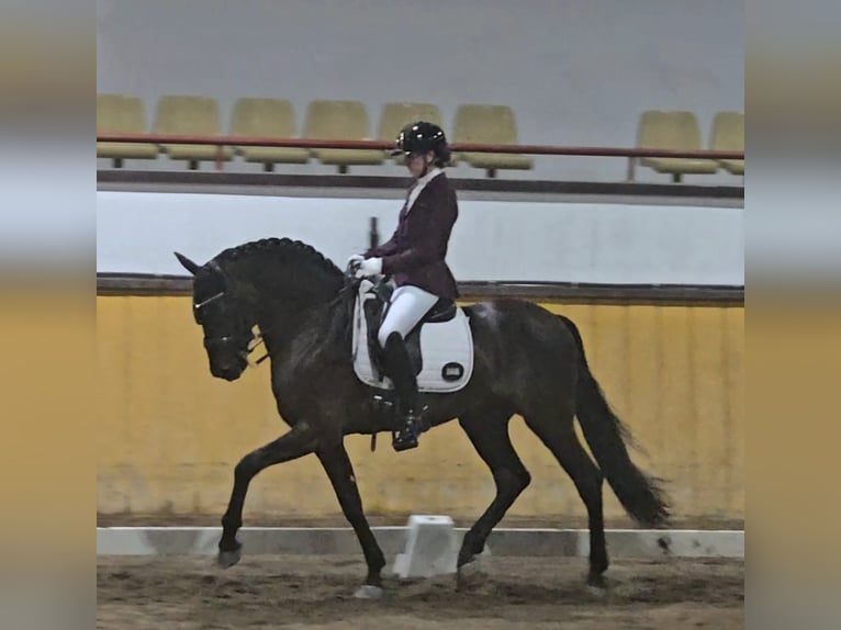 Lusitano Ogier 7 lat 163 cm Ciemnogniada in Valencia