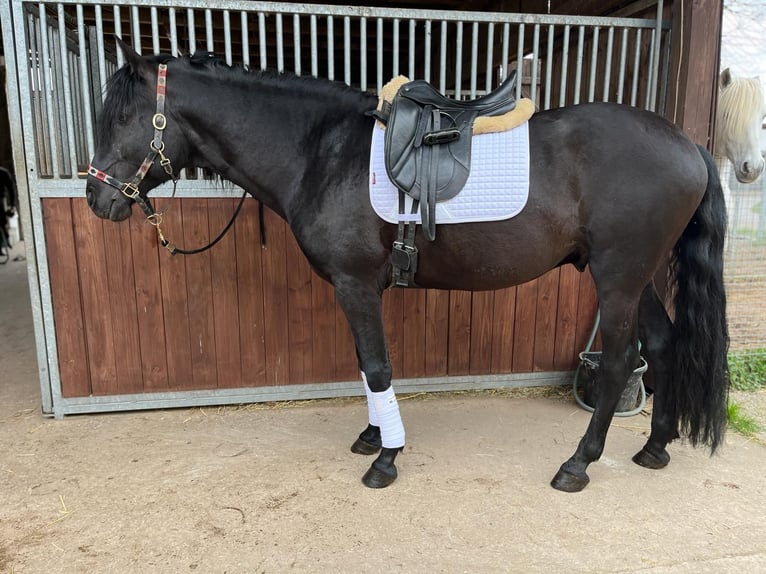 Lusitano Ogier 7 lat 163 cm Kara in Groß-Umstadt