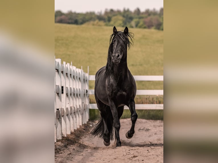 Lusitano Ogier 7 lat 163 cm Kara in Groß-Umstadt