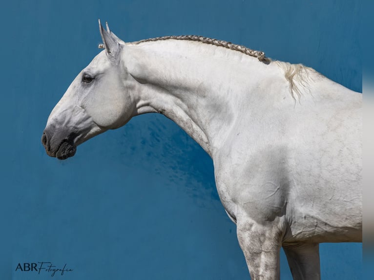 Lusitano Ogier 7 lat 164 cm Siwa in Pinhal Novo
