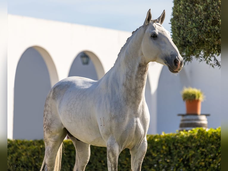 Lusitano Ogier 7 lat 164 cm Siwa in Pinhal Novo