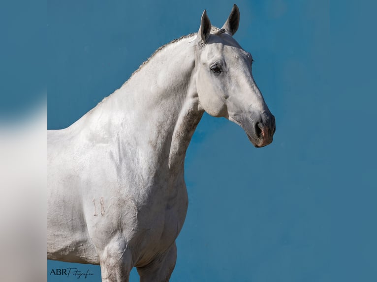 Lusitano Ogier 7 lat 164 cm Siwa in Pinhal Novo