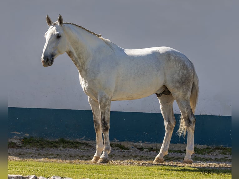 Lusitano Ogier 7 lat 164 cm Siwa in Pinhal Novo