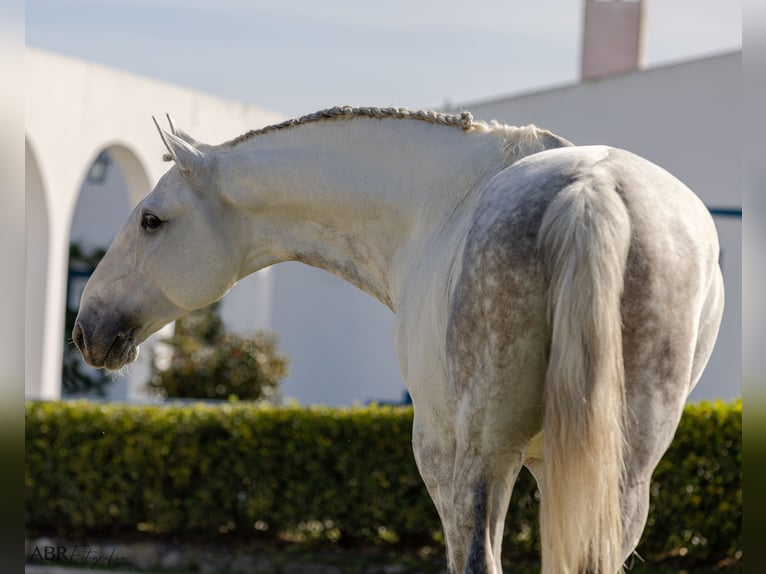 Lusitano Ogier 7 lat 164 cm Siwa in Pinhal Novo