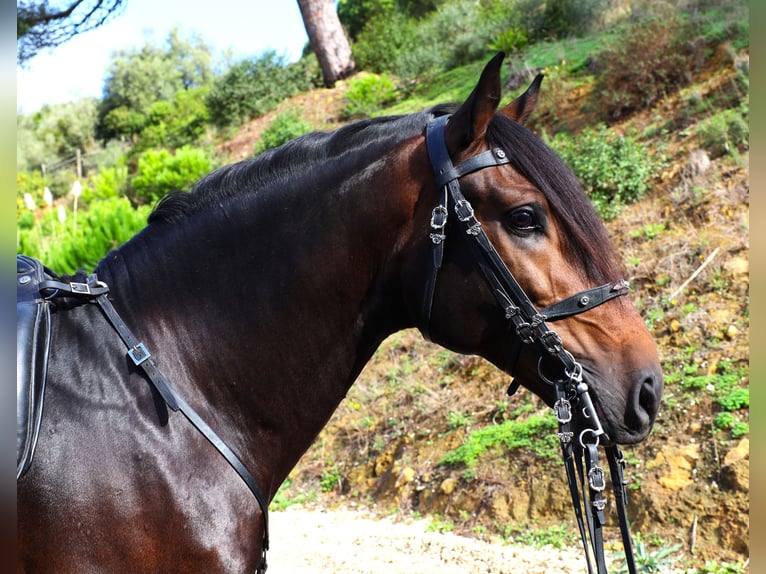 Lusitano Ogier 7 lat 165 cm Ciemnogniada in Ribamar