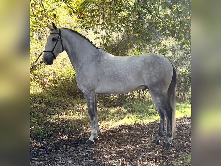 Lusitano Ogier 7 lat 165 cm Siwa in Silleda (Casco Urbano)