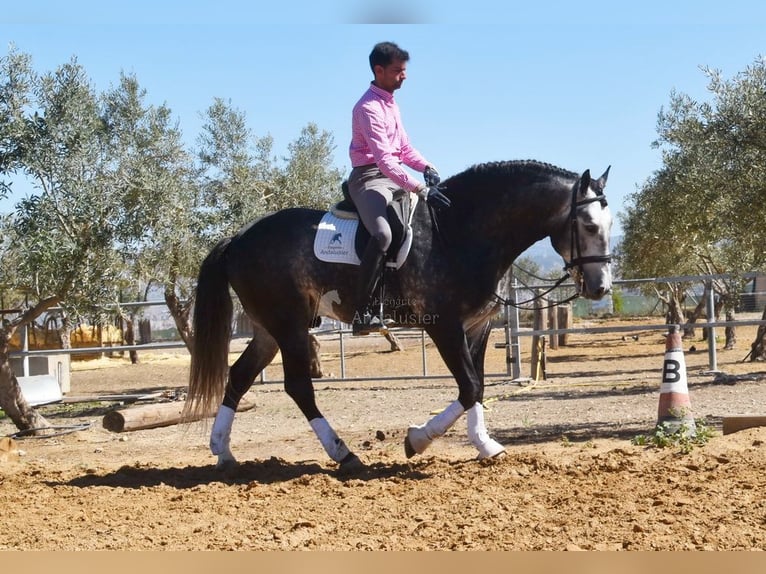 Lusitano Ogier 7 lat 166 cm Siwa in Provinz Granada