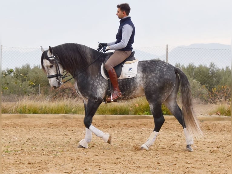 Lusitano Ogier 7 lat 166 cm Siwa in Provinz Granada