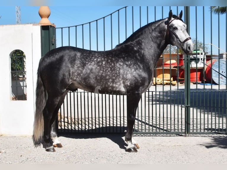 Lusitano Ogier 7 lat 166 cm Siwa in Provinz Granada