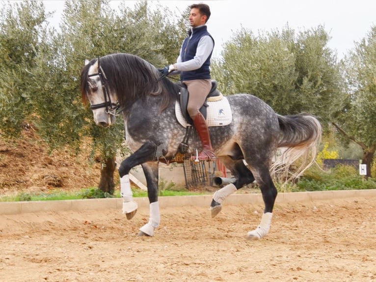 Lusitano Ogier 7 lat 166 cm Siwa in Provinz Granada