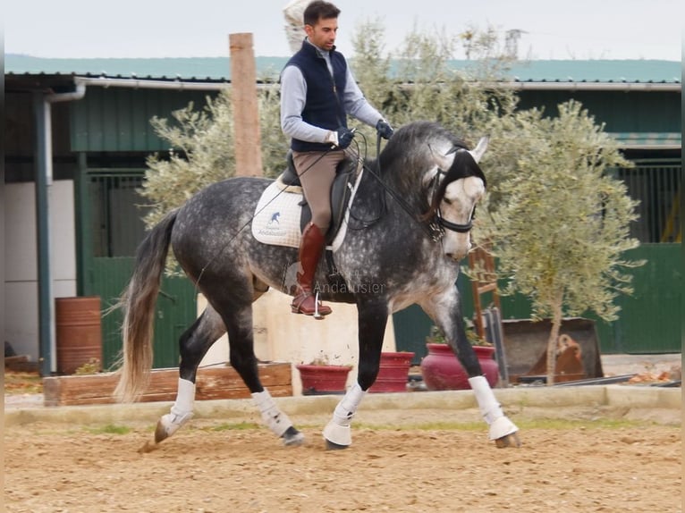 Lusitano Ogier 7 lat 166 cm Siwa in Provinz Granada