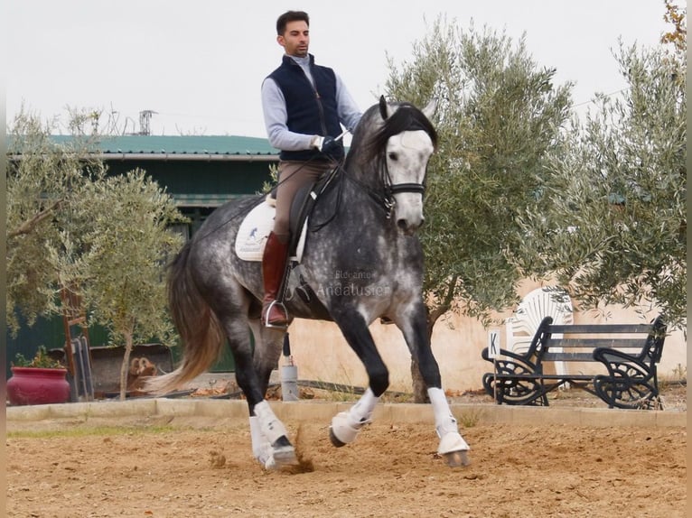 Lusitano Ogier 7 lat 166 cm Siwa in Provinz Granada