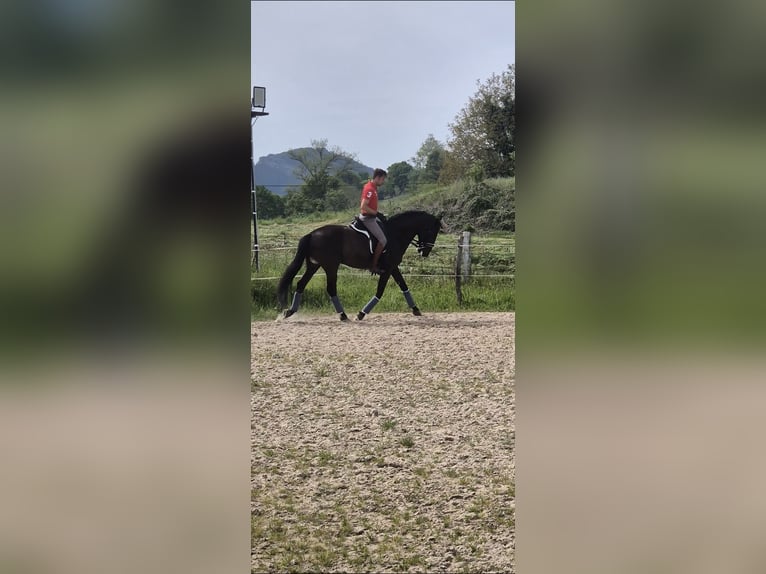 Lusitano Ogier 7 lat 168 cm Ciemnogniada in Santander