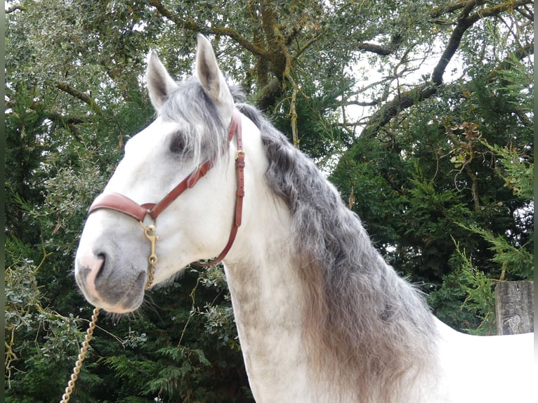 Lusitano Mix Ogier 8 lat 162 cm Siwa in Bilbao