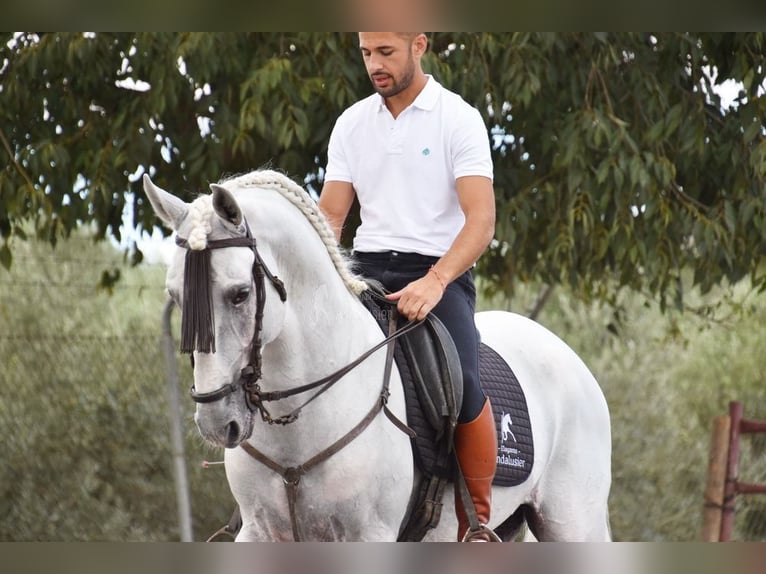 Lusitano Ogier 8 lat 163 cm Siwa in Provinz Granada