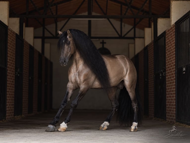 Lusitano Mix Ogier 8 lat 165 cm Grullo in MADRID