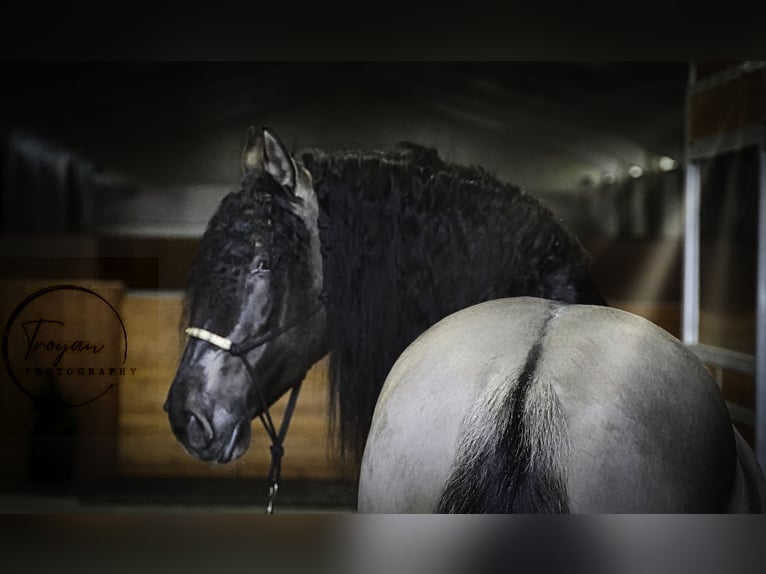 Lusitano Mix Ogier 8 lat 166 cm Grullo in HEUVELLAND