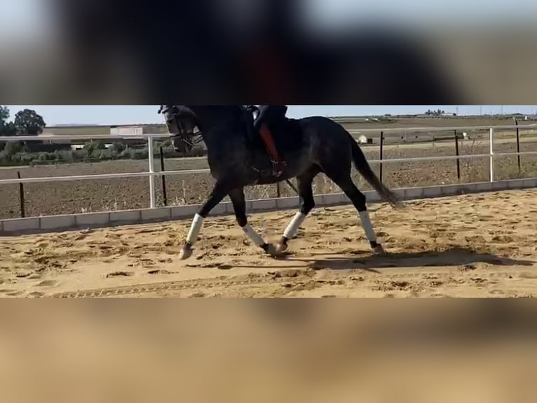 Lusitano Ogier 8 lat 167 cm Siwa in Madrid