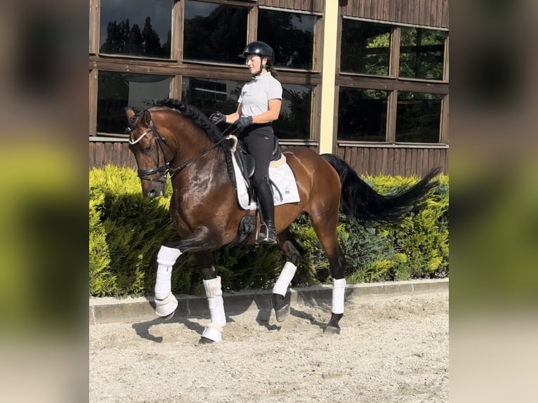 Lusitano Mix Ogier 8 lat 168 cm Gniada in Ludwigsfelde