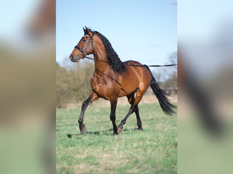 Lusitano Mix Ogier 8 lat 168 cm Gniada in Ludwigsfelde