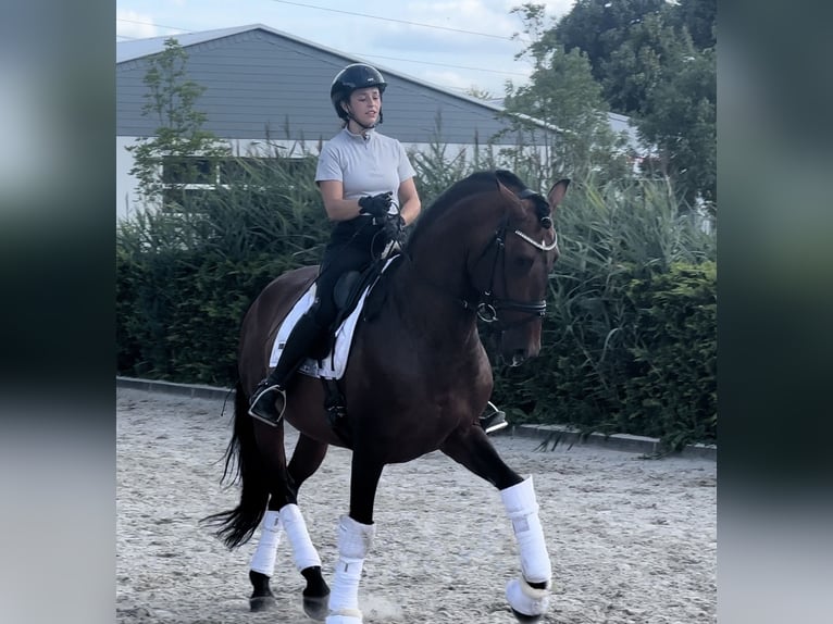 Lusitano Mix Ogier 8 lat 168 cm Gniada in Ludwigsfelde