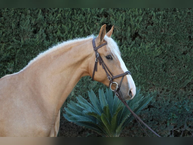 Lusitano Mix Ogier 8 lat 170 cm Perłowa in La Rinconada