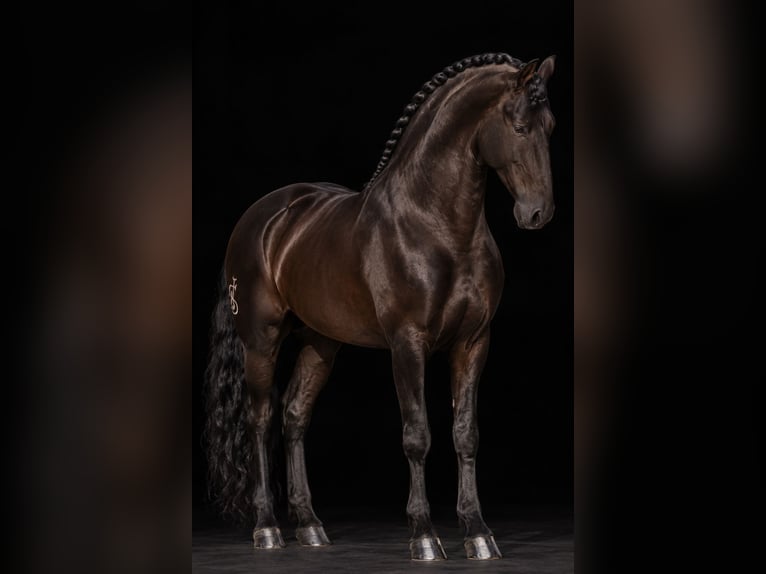 Lusitano Ogier 8 lat 176 cm Kara in Alicante/Alacant