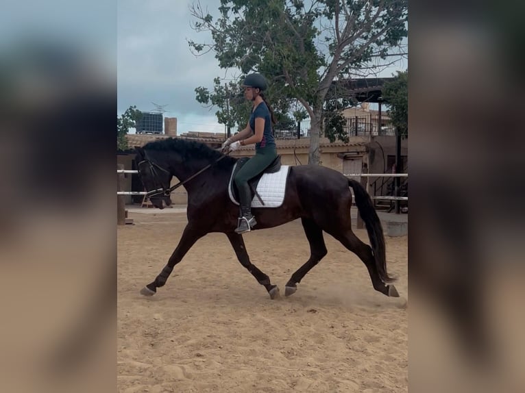 Lusitano Ogier 8 lat 176 cm Kara in Alicante/Alacant