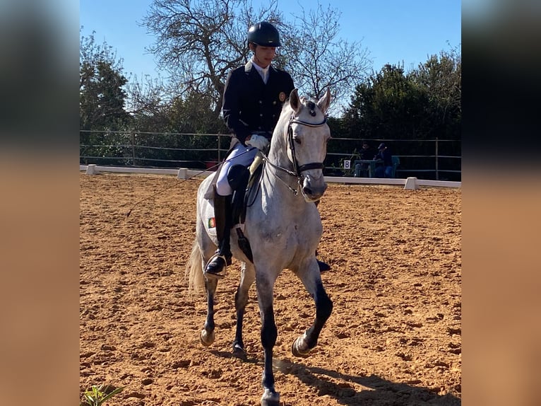 Lusitano Ogier 9 lat 161 cm Siwa in Pera