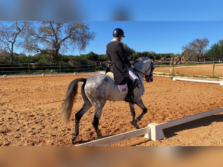 Lusitano Ogier 9 lat 161 cm Siwa in Pera