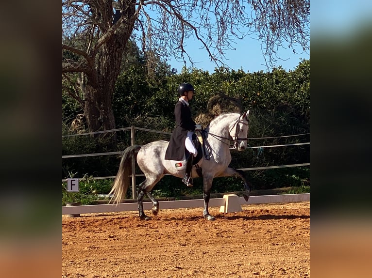 Lusitano Ogier 9 lat 161 cm Siwa in Pera