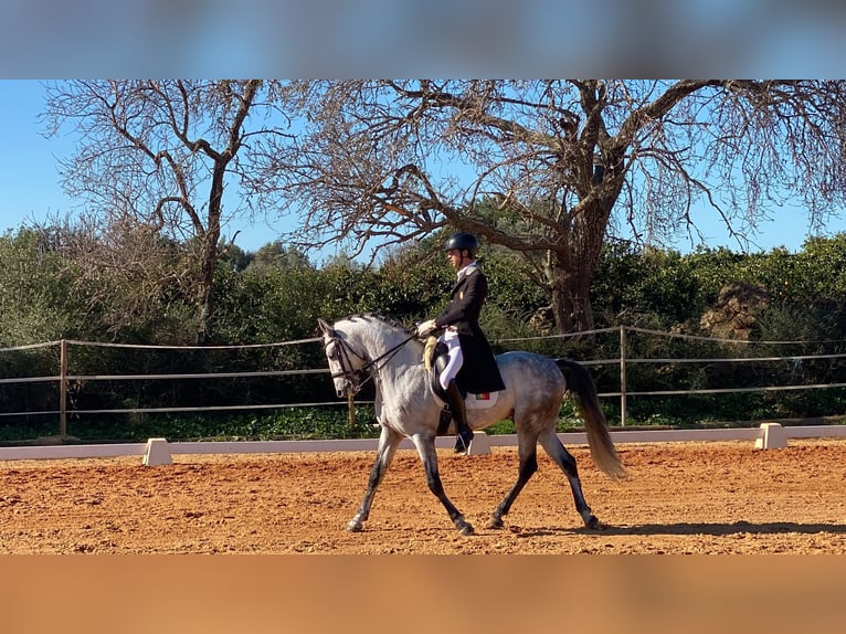 Lusitano Ogier 9 lat 161 cm Siwa in Pera