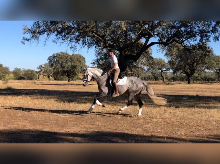 Lusitano Ogier 9 lat 163 cm Siwa in MadridMadrid