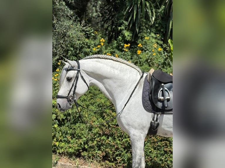Lusitano Ogier 9 lat 163 cm Siwa in Porto