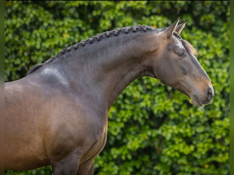 Lusitano Ogier 9 lat 163 cm Skarogniada in Lisboa