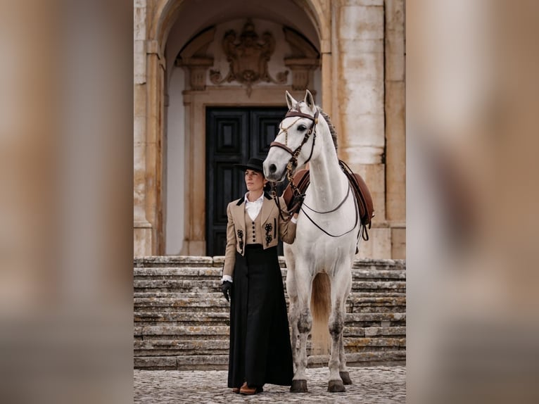 Lusitano Ogier 9 lat 166 cm Siwa in Rio Maior