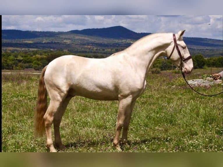 Lusitano Ogier 9 lat 167 cm in Segurilla