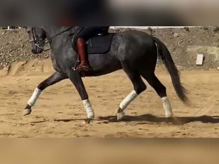 Lusitano Ogier 9 lat 167 cm Siwa in Madrid