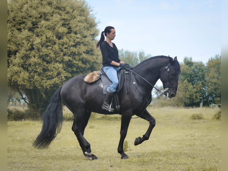 Lusitano Ogier 9 lat 168 cm Kara in Mesnil-Verclives