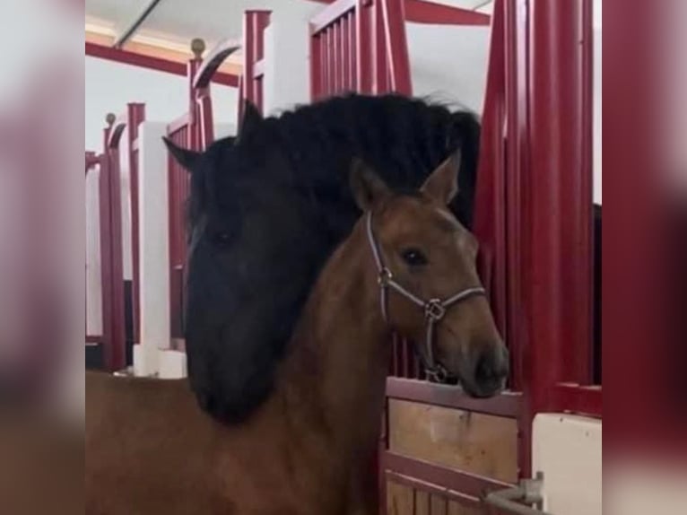 Lusitano Ogier 9 lat 168 cm Kara in Odiáxere