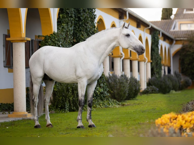 Lusitano Ogier Biała in Torres Novas