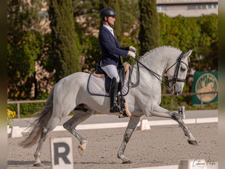 Lusitano Ogier Biała in Torres Novas