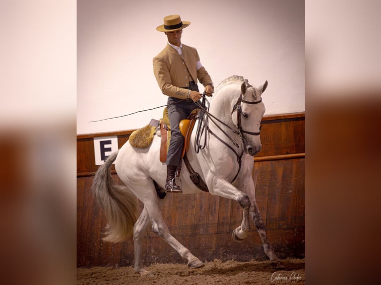 Lusitano Ogier Biała in Torres Novas