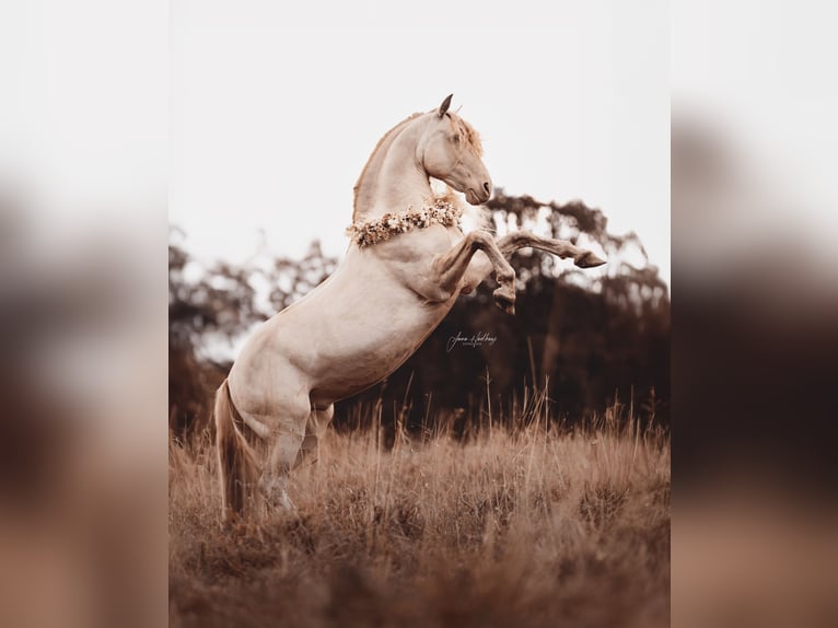Lusitano Ogier Cremello in Ganderkesee