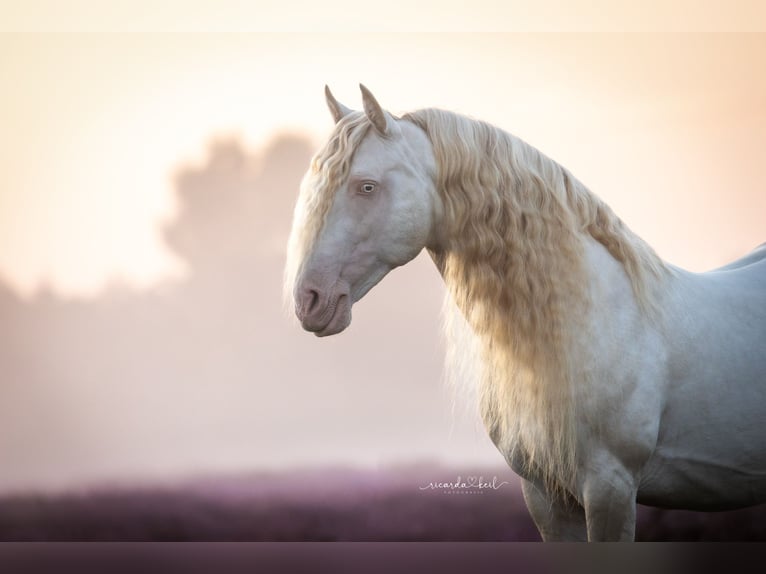 Lusitano Ogier Cremello in Ganderkesee