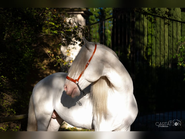 Lusitano Ogier Cremello in Châteauneuf-de-Gadagne