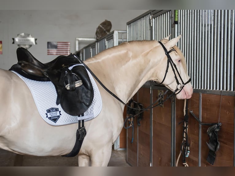 Lusitano Ogier Cremello in Los Barrios