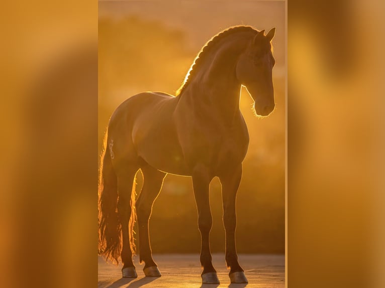 Lusitano Ogier Kara in Alicante/Alacant