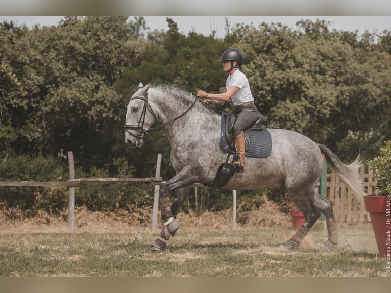 Lusitano Ogier Źrebak (07/2024) 140 cm Gniada in Arles