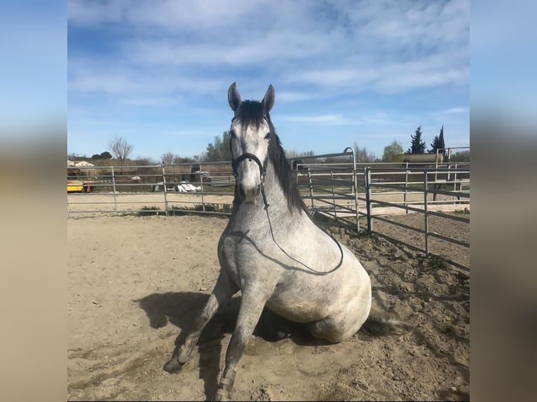 Lusitano Ogier Źrebak (07/2024) 140 cm Gniada in Arles